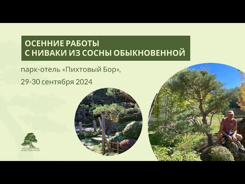 Видео: Что делать с ниваки из сосны осенью?