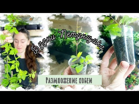 Видео: Размножение кобеи. Будни Петунщика: выпуск 27.