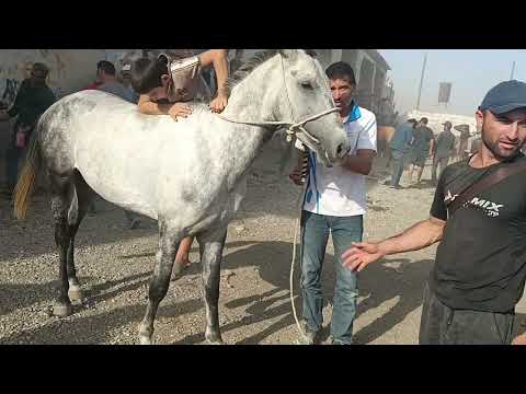 Видео: Нарху Навои Аспбозори Ленский Район Навори Тоза 30-07-2025🐎🐎🐎🐎🐎🐎🐴🐴🐴🐴🐴🐎🐎🐎