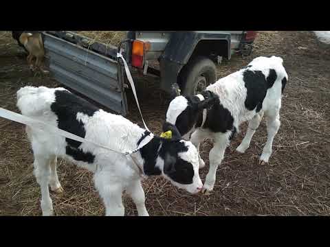 Видео: Купили телят, цена, качество.