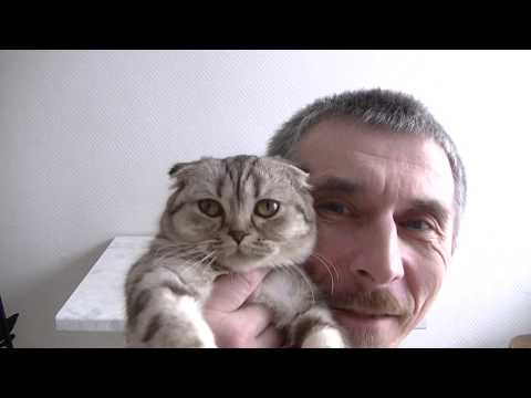 Видео: ШОТЛАНДСКАЯ ВИСЛАУХАЯ, чем кормлю?