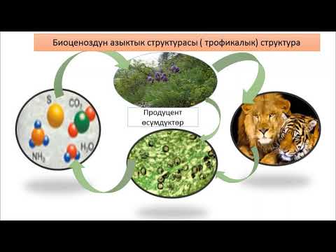 Видео: Биоценоздун структурасы анын бүтүндүүлүгү.9-класс . Шерматова Гүлайым Кубанычбековна