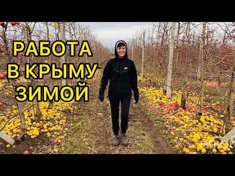 Видео: Собираем падалицу 🍎🍏/ Декабрь 2023