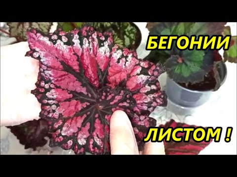 Видео: БЕГОНИЯ ЛИСТОМ ✅ ПРОДАЖА ✅ Упаковка ✅ Отправка