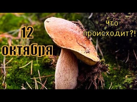 Видео: ‼️Актуальная обстановка в лесу в середине октября‼️