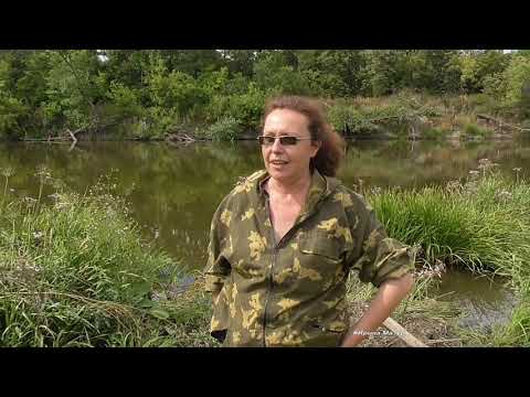 Видео: Какие лекарственные растения растут у водоемов. Околоводные лечебные травы - зюзник дербенник череда