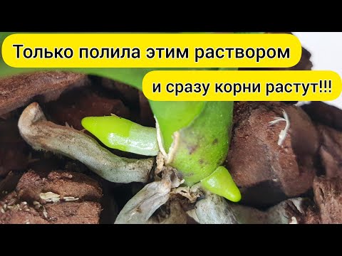 Видео: После такого ☝ полива КОРНИ ОРХИДЕИ РАСТУТ и растут // Быстро НАРАСТИТЬ КОРНИ орхидеи
