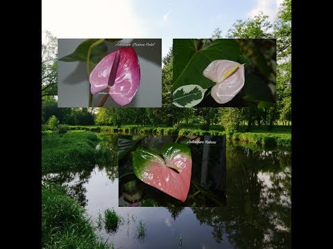 Видео: АНТУРИУМ. Коллекция редких антуриумов #1. Антуриум Rubens, Maxima Violet на канале "Цветочная фея"