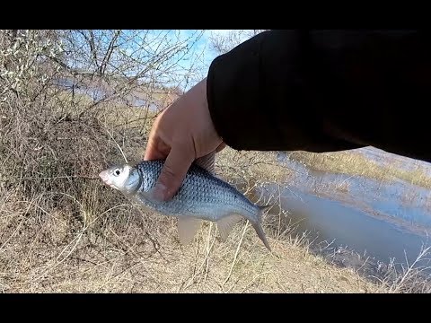 Видео: #10 Вобла на поплавок. Первая рыбалка на воблу в 2020 году. Рыбы тут навалом