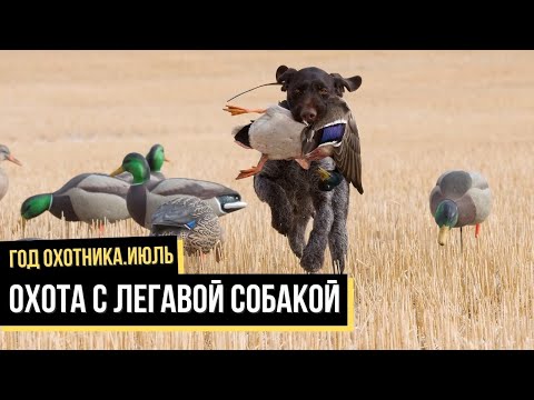 Видео: Охота с легавой собакой. Июль / Год охотника / #4
