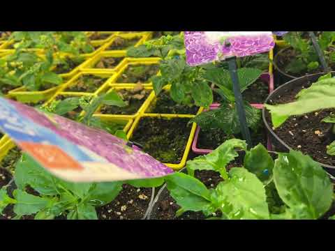 Видео: Адаптация черенков Френч Болеро, Сбежавшая невеста в кассетах. Укоренение 100%. 22.03