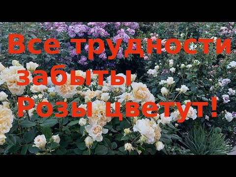 Видео: Розы  Шесть лет труда и результат