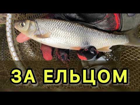 Видео: Ловля ельца на поплавочную удочку в проводку. Елец рыбалка