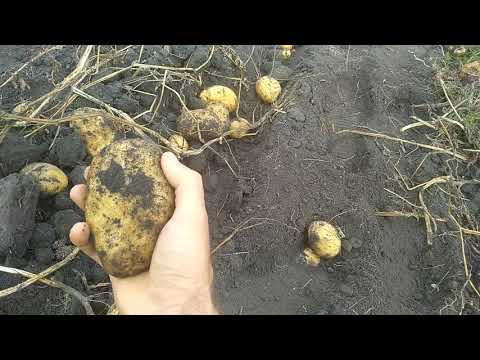 Видео: Сорт картоплі Богатир