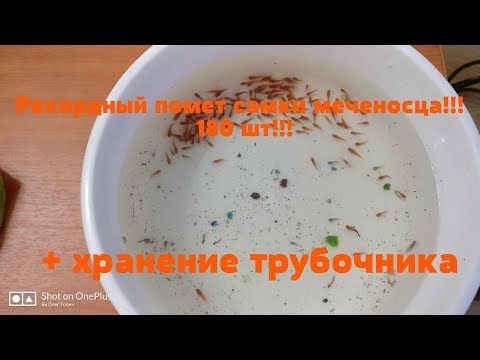 Видео: Самка меченосца родила 180 мальков! + хранение трубочника!!!