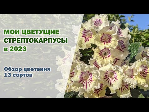 Видео: Мои ЦВЕТУЩИЕ стрептокарпусы. Цветение в 2023