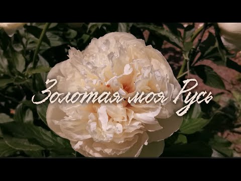 Видео: Золотая моя Русь. Обзор цветения сеянцев сезона 2023г. 10 серия. 4К