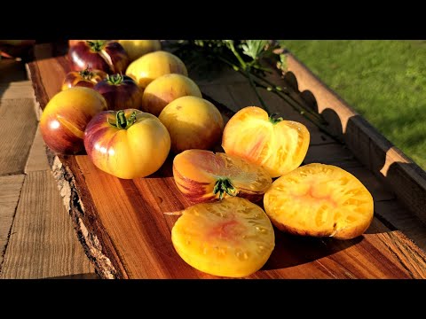 Видео: Вкусный с антоцианом красивый сорт "Мордовский Блюз Белый"! Я удивлён вкусом этого томата 🔥😃👌