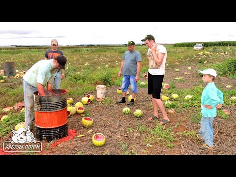 Видео: Четвертый день в Бразилии. Выбиваем семена Манчестера 🍉