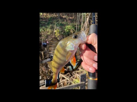 Видео: Пошук окуня на ставку