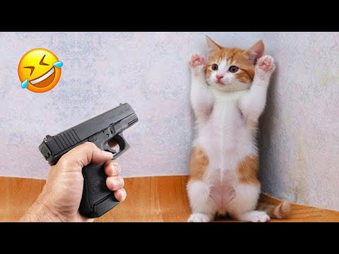 Видео: Попробуй не Засмеяться 😂 Лучшие Смешные Собаки и Кошки 😹🐶 Часть 26