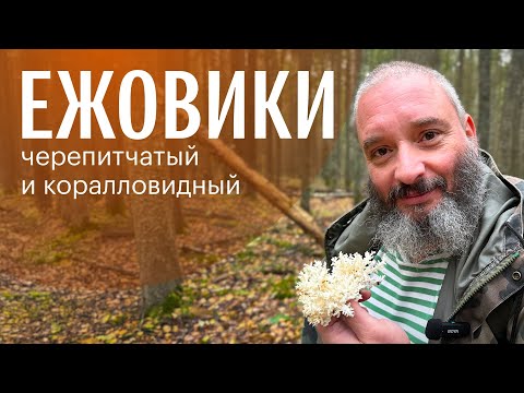 Видео: Ежовик черепитчатый и коралловидный. Михаил Вишневский