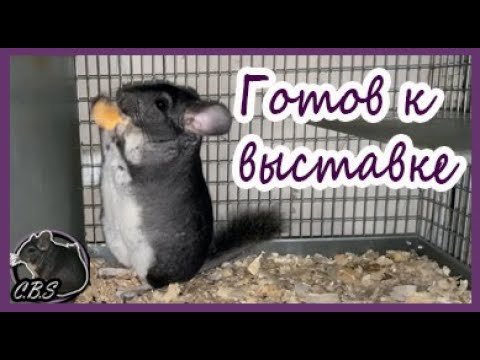 Видео: КОГО ВЕЗУ НА ВЫСТАВКУ | ШИНШИЛЛОВАЯ ФЕРМА | ФЕРМА ШИНШИЛЛ | ФЕРМА