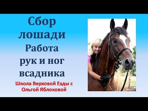 Видео: СБОР ЛОШАДИ***РАБОТА РУК И НОГ ВСАДНИКА