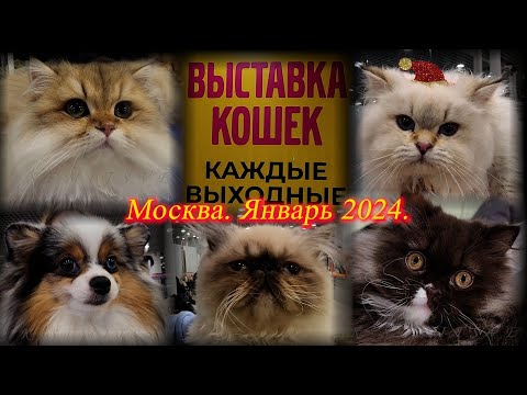 Видео: Выставка-продажа "КоШарики". Москва. ВДНХ.  Январь 2024.