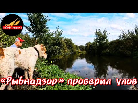 Видео: ФИДЕР НА МАЛОЙ РЕКЕ. Пехорка 03.09.23.