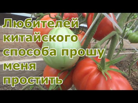 Видео: Результаты по китайскому способу выращивания рассады томатов. Повторный эксперимент. Все ЗА и Против