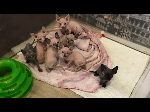 Видео: Котят приучаю к лотку, перевела в вольер👍 #котики #kitten #сфинксы #котятасфинкса