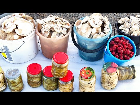 Видео: Торговля на трассе // сидели сидели // такая торговля вам точно непонравится //