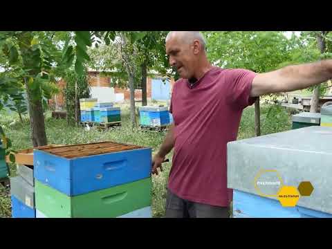 Видео: Пчелините на България: Как пчеларства Пламен Димитров от Карнобат - показваме на терен
