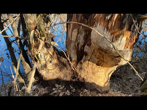 Видео: Как поставить капкан на бобра.