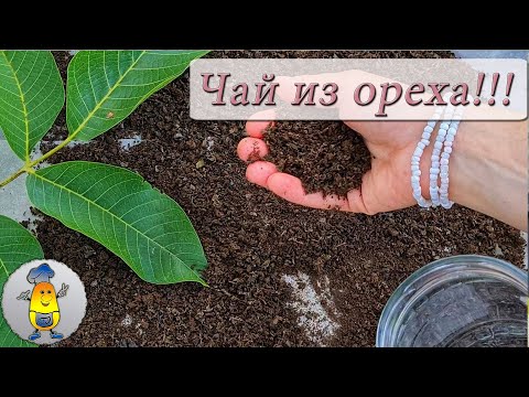 Видео: Ферментация листьев грецкого ореха - важные нюансы: видеоответ!