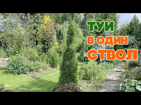 Видео: ТУИ | Формируем в один ствол