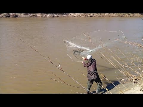 Видео: Рыбалка на кастинговую сеть с берега. Алтайский край. река Чумыш.