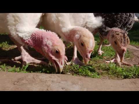 Видео: Индюки - содержание и разведение индюков - наш опыт