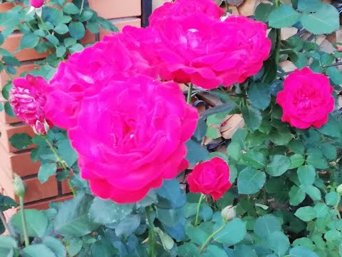 Видео: РОЗЫ.  ПОДГОТОВКА К ЗИМЕ.  5 ШАГОВ