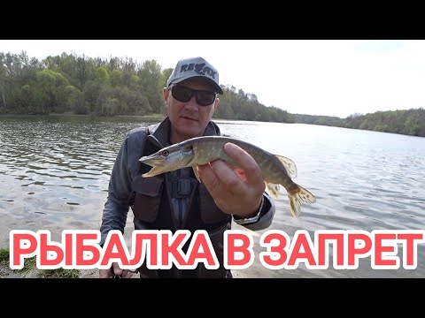 Видео: Щучки в ЗАПРЕТ, Городской пруд