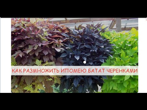 Видео: КАК РАЗМНОЖИТЬ ИПОМЕЮ БАТАТ ЧЕРЕНКАМИ , ЧТОБЫ НЕ ПОКУПАТЬ ДОРОГИЕ САЖЕНЦЫ