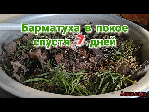 Видео: Барматуха в покое спустя 7 дней