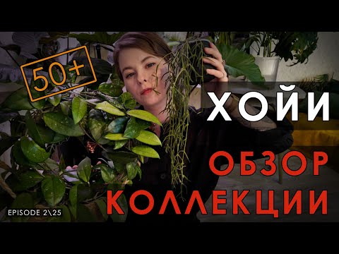 Видео: 50+ Сортов Хой. Вы точно найдете для себя ту самую!