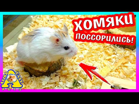 Видео: ГДЕ КУПИТЬ Деревянный Домик и Колесо для ХОМЯКА? / Хомки Роборовского / Alisa Easy Pets