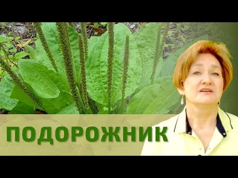 Видео: Великий Подорожник!