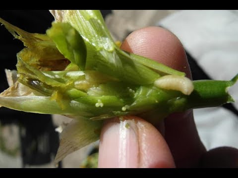 Видео: Ирисовая муха и другие вредители ирисов .