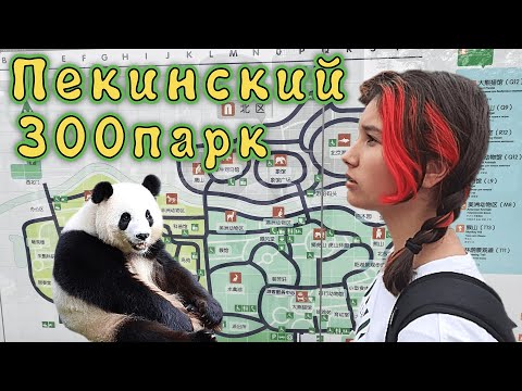 Видео: ПЕКИНский ЗООПАРК!!! Остались БЕЗ денег!!! Самостоятельно добрались до аэропорта и ДОМЙ на S7