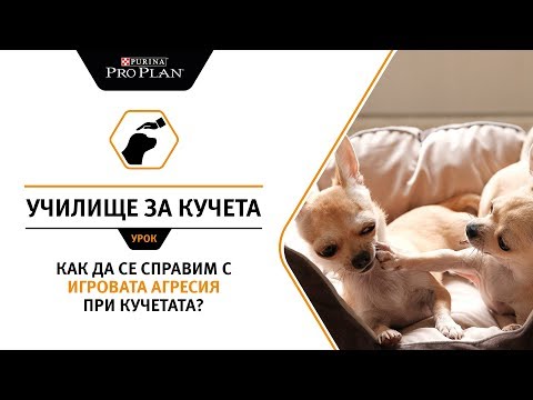Видео: Как да се справим с игровата агресия при кучетата?