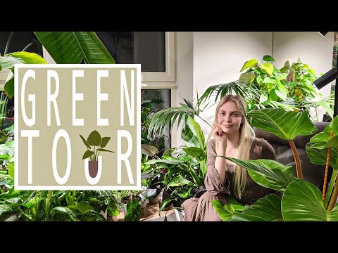 Видео: GREEN TOUR🪴/В гостях у Насти/Обзор растений и палюдариумов/Стильное цветоводство.